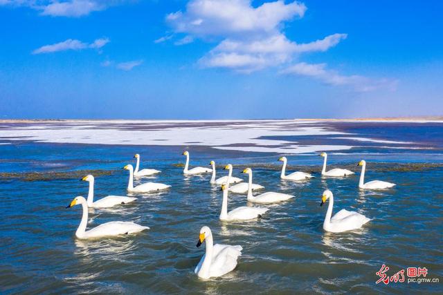 冬天的动物有哪些，冬天到了都有哪些动物过冬（小动物过冬指南）