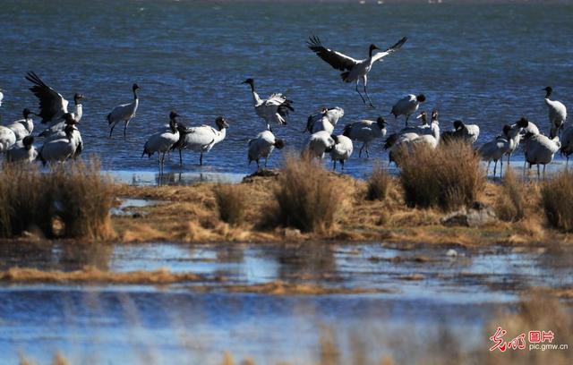 冬天的动物有哪些，冬天到了都有哪些动物过冬（小动物过冬指南）