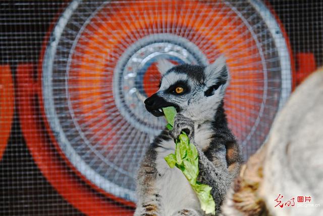 冬天的动物有哪些，冬天到了都有哪些动物过冬（小动物过冬指南）