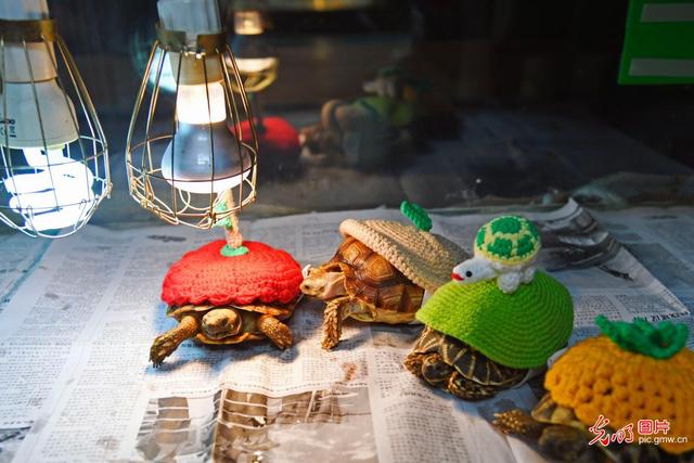 冬天的动物有哪些，冬天到了都有哪些动物过冬（小动物过冬指南）