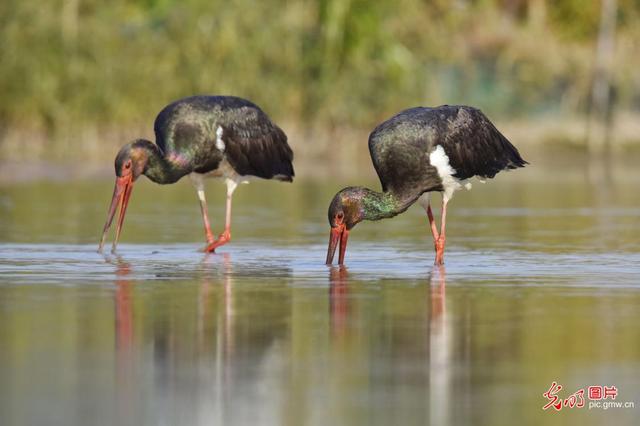 冬天的动物有哪些，冬天到了都有哪些动物过冬（小动物过冬指南）