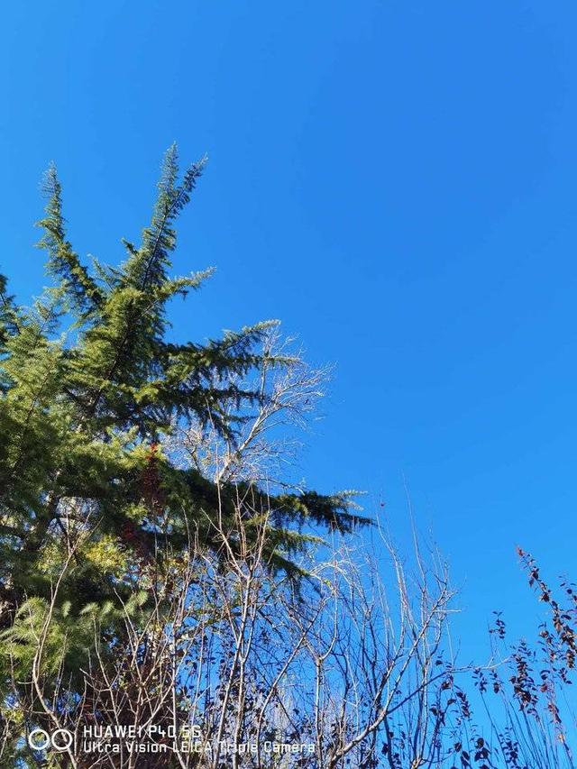 我爱冬季600字作文，我爱冬季600字作文初二开头（青未了/享受冬天的宁静）