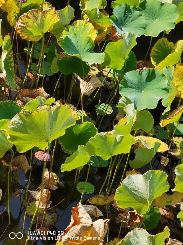 我爱冬季600字作文，我爱冬季600字作文初二开头（青未了/享受冬天的宁静）