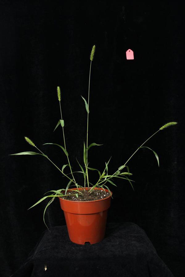 带产开头的成语，产的成语开头的成语（生物育种“魔法”如何实现）