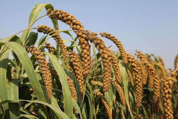 带产开头的成语，产的成语开头的成语（生物育种“魔法”如何实现）