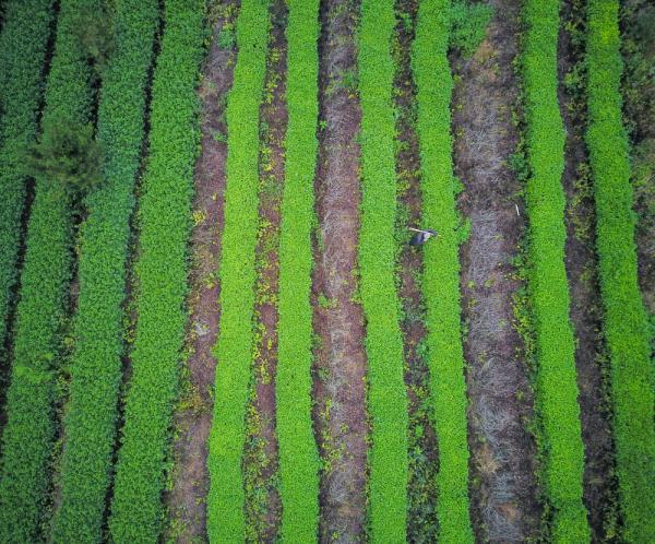 长汀县属于哪个市，龙岩市长汀县是福建哪个区的（从“山光水浊”到满山翠绿）