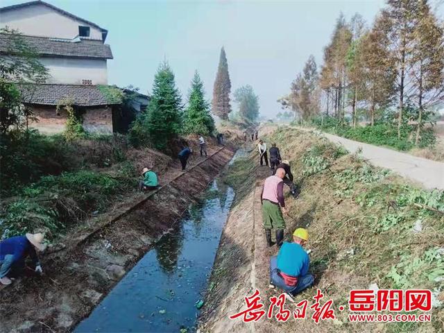 黑叶轮藻的种植方法，轮叶黑藻怎么种（“河长制”力促生态环境变美）