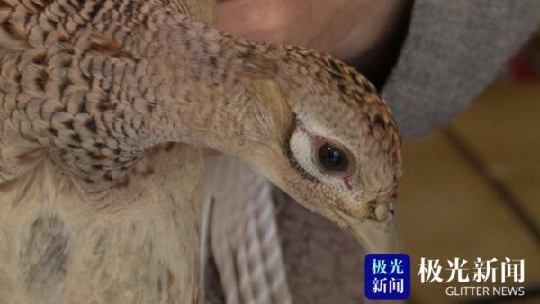 环颈雉（环颈雉简介，老板却没敢把它炖进大锅里（环颈雉雄鸟）