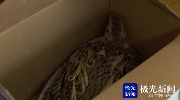 环颈雉（环颈雉简介，老板却没敢把它炖进大锅里（环颈雉雄鸟）