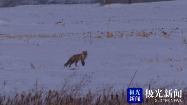 环颈雉（环颈雉简介，老板却没敢把它炖进大锅里（环颈雉雄鸟）