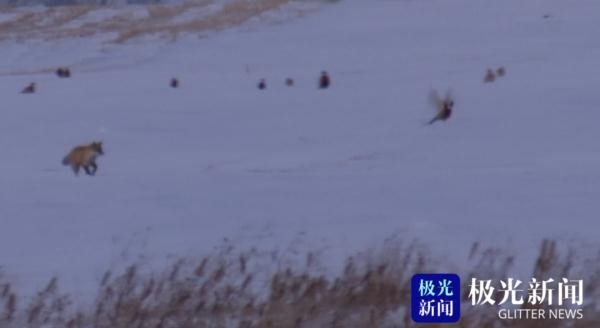 环颈雉（环颈雉简介，老板却没敢把它炖进大锅里（环颈雉雄鸟）