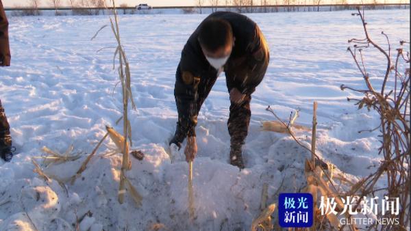 环颈雉（环颈雉简介，老板却没敢把它炖进大锅里（环颈雉雄鸟）
