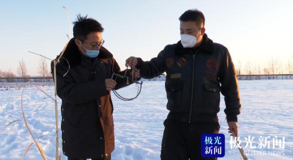 环颈雉（环颈雉简介，老板却没敢把它炖进大锅里（环颈雉雄鸟）