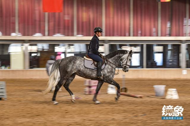 温血马，首次扬名奥运会的马术运动离平常人有多远（温血马是什么意思）