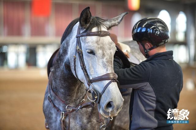 温血马，首次扬名奥运会的马术运动离平常人有多远（温血马是什么意思）