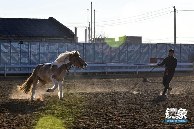 温血马，首次扬名奥运会的马术运动离平常人有多远（温血马是什么意思）