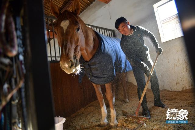 温血马，首次扬名奥运会的马术运动离平常人有多远（温血马是什么意思）