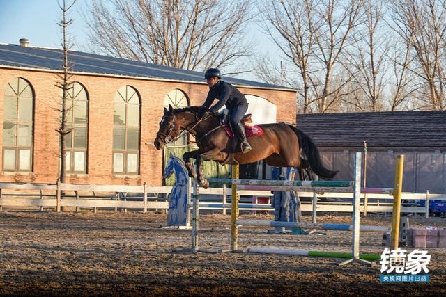 温血马，首次扬名奥运会的马术运动离平常人有多远（温血马是什么意思）