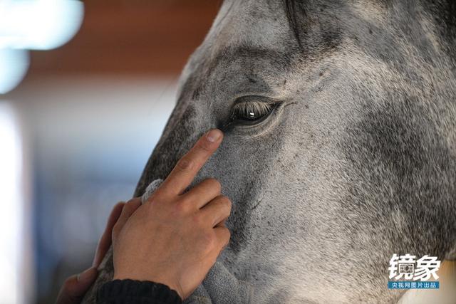 温血马，首次扬名奥运会的马术运动离平常人有多远（温血马是什么意思）