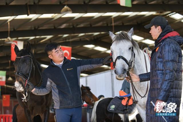 温血马，首次扬名奥运会的马术运动离平常人有多远（温血马是什么意思）