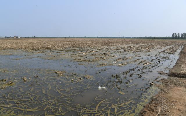华北平原环境问题，华北平原环境问题及治理措施（农业如何应对“陌生”天气）