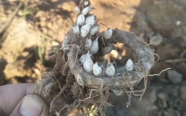 华北平原环境问题，华北平原环境问题及治理措施（农业如何应对“陌生”天气）