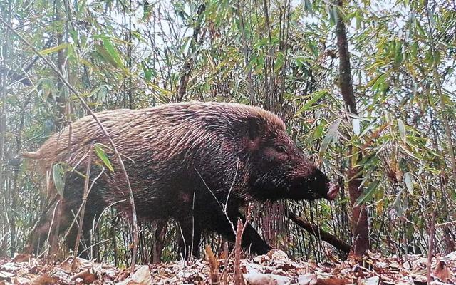 蝙蝠是保護動物嗎,洪都拉斯白蝙蝠是保護動物嗎(若不再是