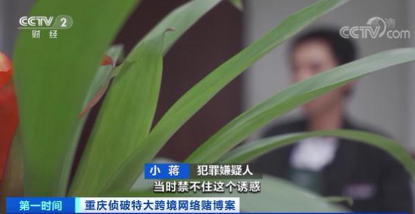 属马人2014年运势，属马的人2014年运程（特大跨境网络赌博案侦破）