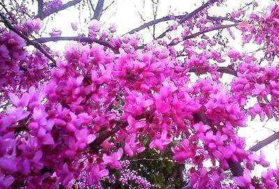 十幾年前去香港時,正值香港市花