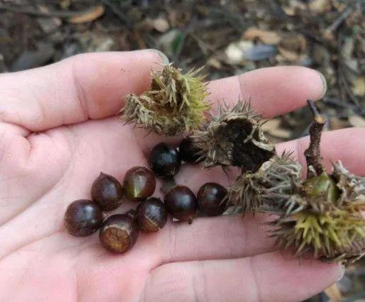 吃板栗的注意事项，板栗的禁忌 不能和什么一起吃（一村民捡栗子迷失深山）