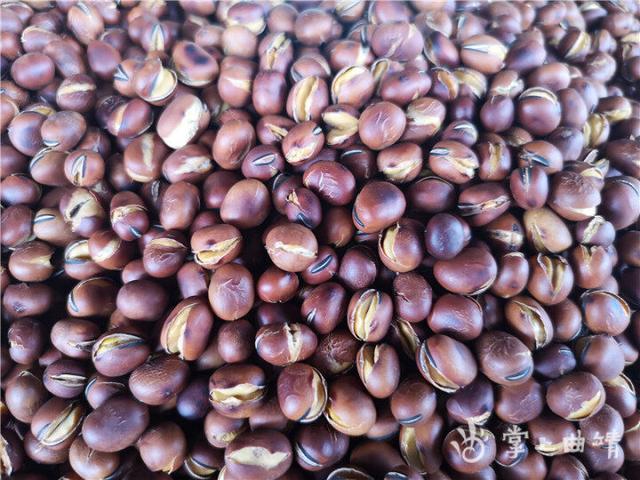 怎么炒蚕豆，炒蚕豆怎么炒好吃（嘎嘣脆的四河炒蚕豆）