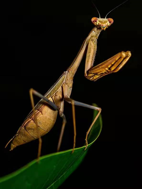 螳螂有什么特点，螳螂有什么特点和秘密（青未了 ， 螳螂的有趣见闻）