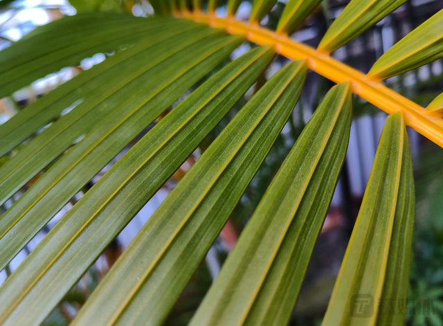 oppo账号注册，请问OpPO帐号怎么弄（不是高端玩具）