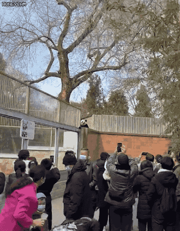 恭恭敬敬打一生肖，恭恭敬敬打一动物（大熊猫“越狱”成功“出圈”）