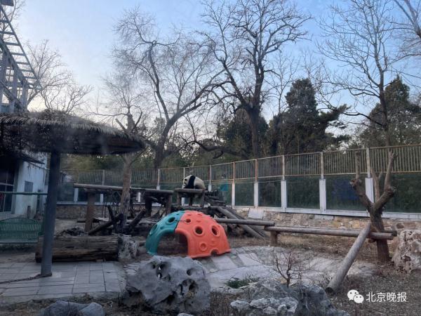 恭恭敬敬打一生肖，恭恭敬敬打一动物（大熊猫“越狱”成功“出圈”）