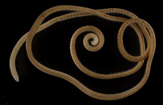 10000米长的蜈蚣，五种不死虫（澳60米地下惊现1306条腿“千足虫”）