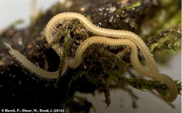 10000米长的蜈蚣，五种不死虫（澳60米地下惊现1306条腿“千足虫”）