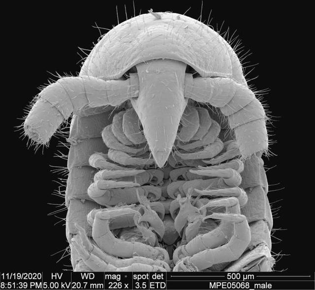 10000米长的蜈蚣，五种不死虫（澳60米地下惊现1306条腿“千足虫”）