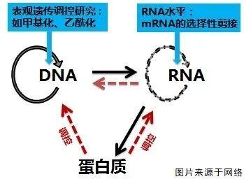 染色体数目异常，染色体异常是什么（妊娠失败的男性因素有哪些）