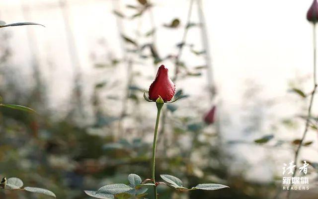 小王子，小王子经典语录（《小王子》中的10句话图片）