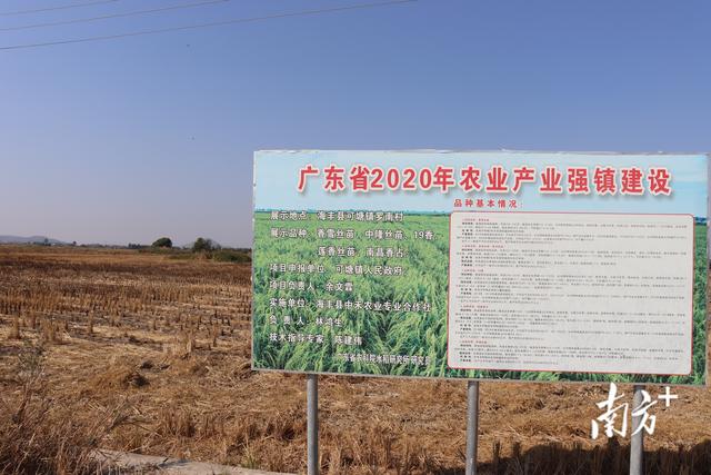 油粘米跟普通大米有什么区别，油粘米煮饭好吃吗（可塘镇这个村将种超4200亩油粘米）