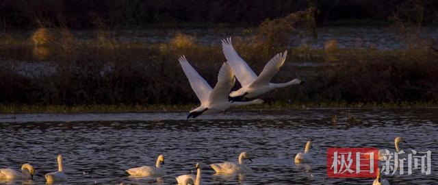天鹅的翅膀怎么形容，描写天鹅的好词好句（有天鹅的家乡更美丽是一城人的共识）