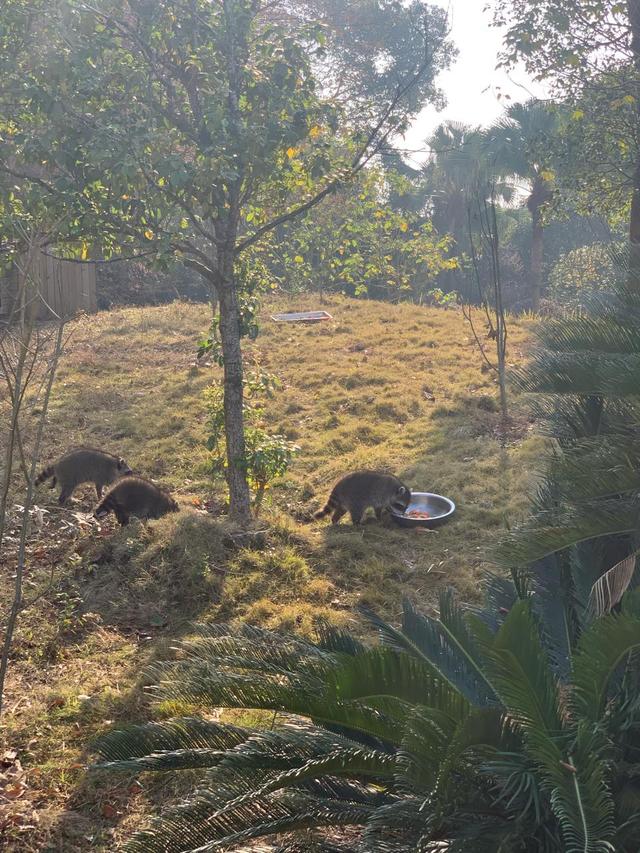 冬天有什么动物和植物冬眠了，哪些动植物冬眠（河马泡在温水里）