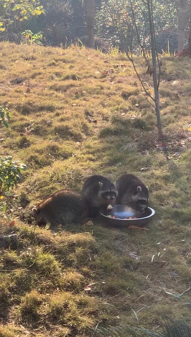 冬天有什么动物和植物冬眠了，哪些动植物冬眠（河马泡在温水里）