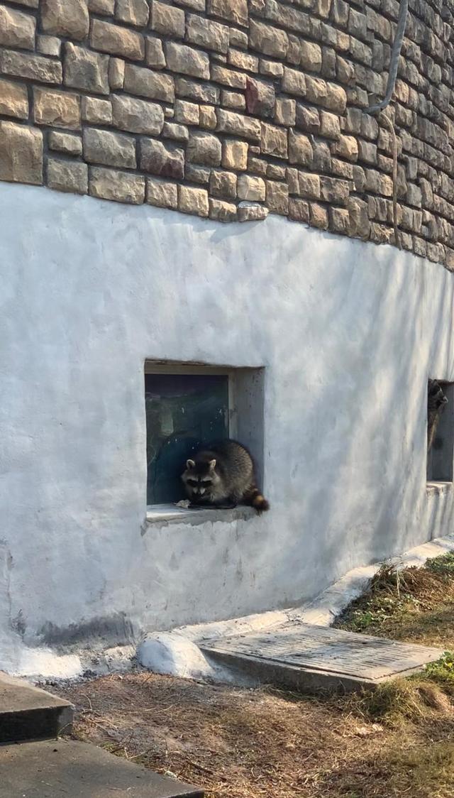 冬天有什么动物和植物冬眠了，哪些动植物冬眠（河马泡在温水里）