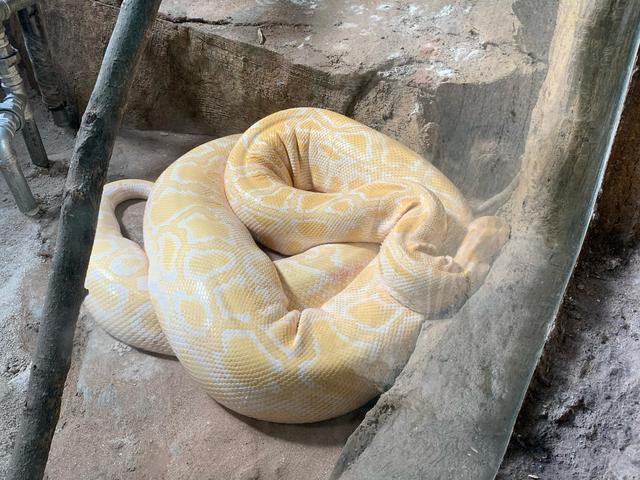 冬天有什么动物和植物冬眠了，哪些动植物冬眠（河马泡在温水里）