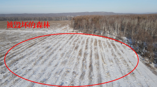 小兴安岭在哪个省，小兴安岭和大兴安岭在哪个省（毁林种参1.6万余亩）