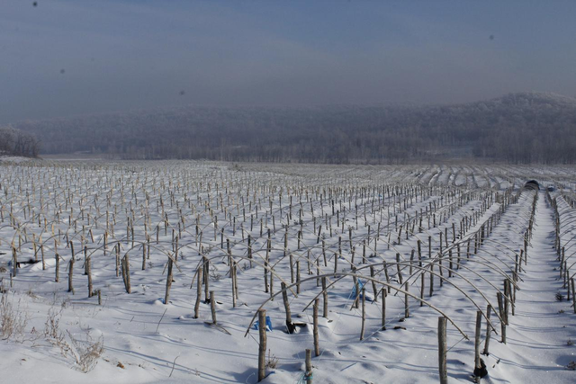 小兴安岭在哪个省，小兴安岭和大兴安岭在哪个省（毁林种参1.6万余亩）