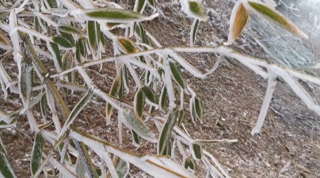 重庆历年下雪记录，重庆下雪多吗（入冬最大范围降雪天气来临）