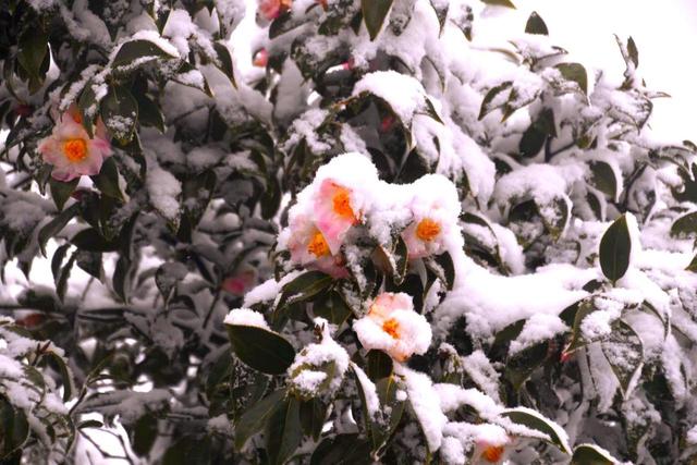 看一眼这15张美到窒息的雪景图片，雪景图片大全唯美高清（快来看看古蔺、叙永、合江等地的雪景）